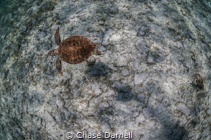 "Pretty Shell"
A beautiful Green Sea Turtle cruises the ... by Chase Darnell 